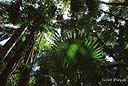 081Jungle ungeala.jpg